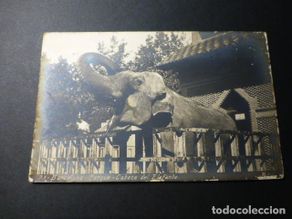 Cartoline: BARCELONA ZOO UN ELEFANTE POSTAL FOTOGRAFICA